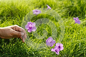 Hand of woman holding purple flower on green grass in morning light  background, nature and environment