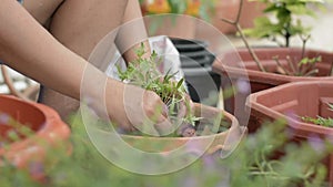 Hand of woman moving young plants to cultivate in a clay pot during quarantine at home with COVID-19 pandemic situation.