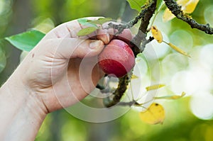 hand of woman picking a red small apple in apple tree