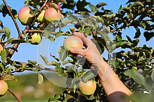 Hand of a woman picking a ripe Apple from an Apple tree