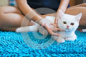 Hand woman playing with cat scottish white fluffy cute little animal