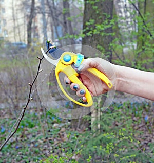 Hand of  woman pruning  bush with shears