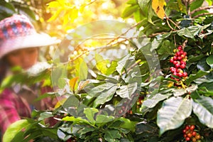 Hand of woman show coffee beans from branch