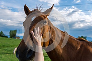 The hand of a woman is stroking a horse