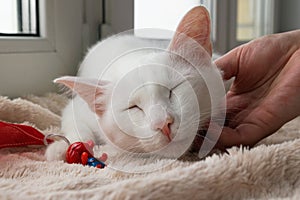 Hand of woman stroking young gentle white cat. White cat with its toy on a pink blanket near to the window.