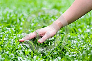 Hand woman touching grass