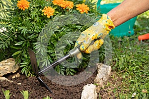 Hand Of Women Loosen With Hoe Ground In Flower Bed. photo