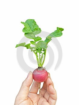 Hand of women picking a radish isolated on white background with copy space.