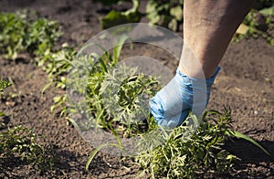 Hand working in garden and pulling out weeds from green vegetable field