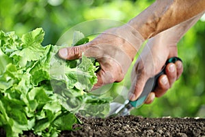 Hand works the soil with tool, green lettuce plant in vegetable