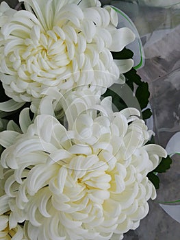 Hand-woven artisan tradiTwo beautiful large white chrysanthemum flowers in a wedding bouquet.