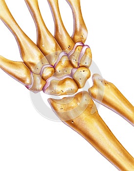 Hand and Wrist - Bones & Joints