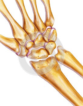 Hand and Wrist - Bones & Joints photo