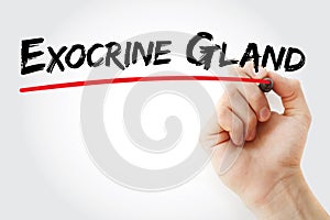 Hand writing Exocrine gland with marker, concept background