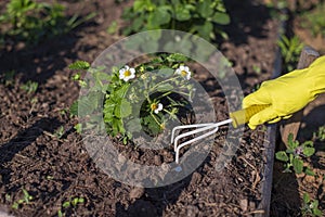 Hand in yellow gloves, loosened with small yellow hand rakes, soil near the strawberry bush in the garden