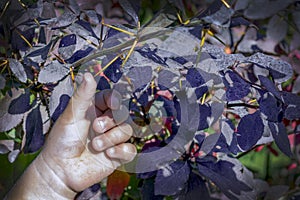 The hand of a young child touches a long thorn on a barberry bush.