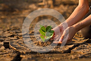 Hand of young children or teenager planting a tree on dry cracked land