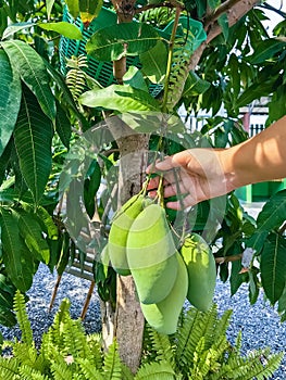 Hand of young female farmer holding mangoes to check quality of mango fruits in her organic farm at garden. Hand of woman holding