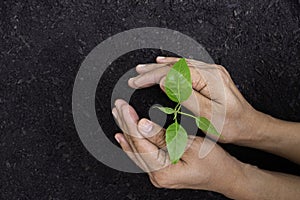 Hand with young green plant grow sequence with light shining down on black soil background. Germinating seedling grow step sprout