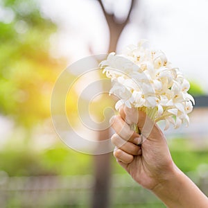 Hand of young holding a bouquet of jasmine with sun light.