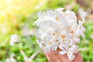 Hand of young holding a bouquet of jasmine with sun light.