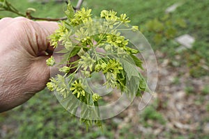 Hand and young maple leavs