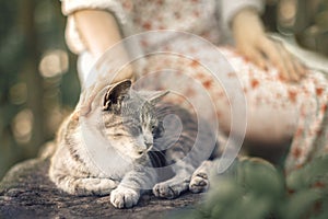 Hand of a young woman caressing a little gray kitten sleeping on a stone fence