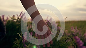 The hand of a young woman gently glides over the flowers in the meadow in the rays of the setting sun. Close up. Garden