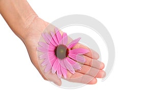 Hand of young woman holding Echinacea flower