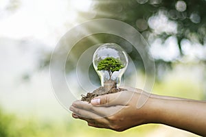 The hand of a young woman holding an energy-saving lamp, including a small tree growing in an energy-saving lamp.