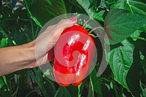 Hand of a young woman picking ripe red bell pepper plantation in farm garden. Ripe red bell pepper growing on a bush in