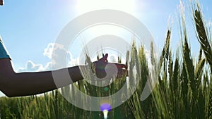 The hand of a young woman runs close through an immature wheat field. The girl`s hand in slow motion touches the ears of