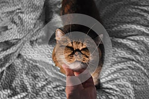 A hand of young woman stroking a exotic shorthair. Close-up of a cat.