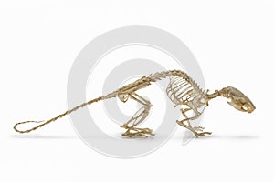 Handbook on zoology. Skeleton of rat on white background.