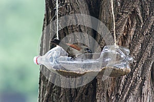 handcrafted bird feeders and waterers made with recycled plastic bottles
