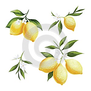Handdrawing Lemon Pattern using watercolor technique photo