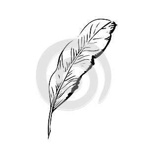 Handdrawn bird feather, Symbol of knowledge, writing and learning. Vector black and white illustration in vintage style