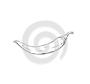 Handdrawn chilli pepper isolated sketch