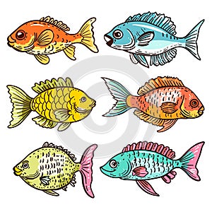 Handdrawn colorful tropical fish illustrations, variety species hues. Vibrant cartoon fish art