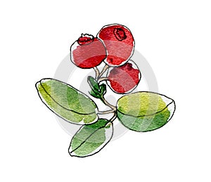 handdrawn cranberry branch watercolor illustration isolated on white. Forest Plant with red Berries and leaves. Sketch
