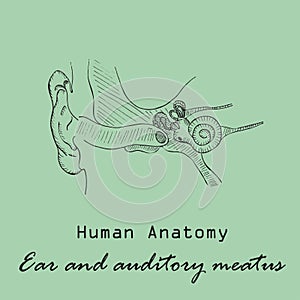 Handdrawn Human External Auditory Meatus