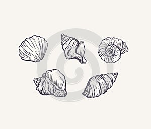 Handdrawn ink seashells set vector isolated