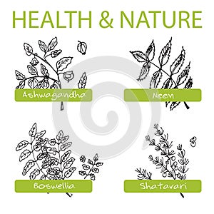 Handdrawn Set - Health and Nature. Collection of