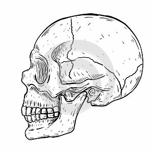 handdrawn skull isolated on white