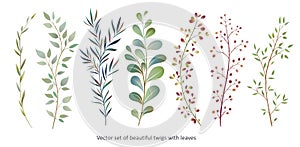 Handdrawn Vector Watercolour style, nature illustration. Set of