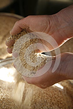Handful of barley