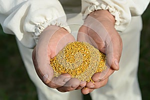 Handful of bee pollen. vitamins and minerals.