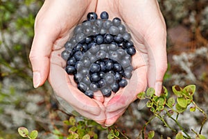 Handful of bilberries