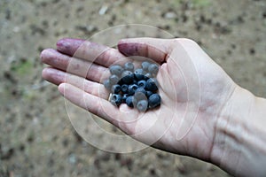 A handful of bilberries in a hand.