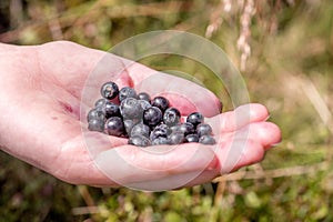 Handful of blueberries